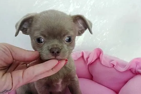 Liliowa suczka Chihuahua, Kujawsko-pomorskie, Barcin