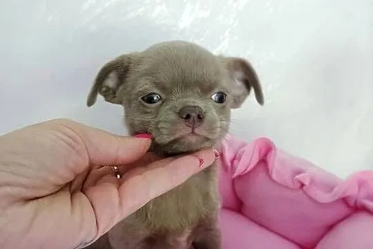Liliowa suczka Chihuahua, Kujawsko-pomorskie, Barcin