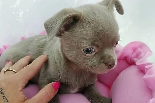 Liliowa suczka Chihuahua, Kujawsko-pomorskie, Barcin