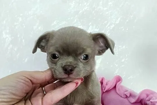 Liliowa suczka Chihuahua, Kujawsko-pomorskie, Barcin