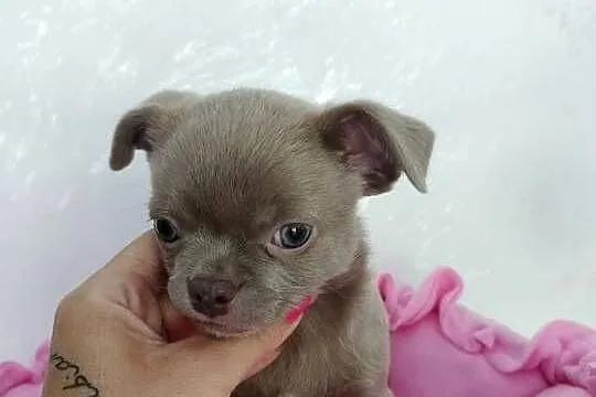 Liliowa suczka Chihuahua, Kujawsko-pomorskie, Barcin