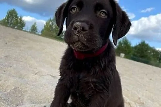 Labrador Retriever, Wielkopolskie, Leszno