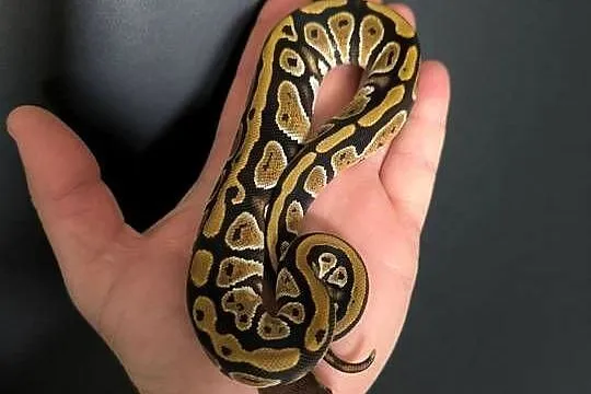 Pyton królewski Cypress poss Yellow belly