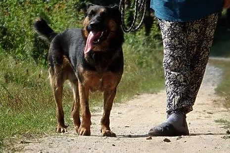MORUS duży oddany łagodny pies,  mazowieckie Warsz