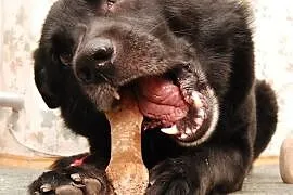Pies w typie labradora Brando szuka kochającego do, Poznań