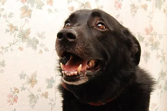 Pies w typie labradora Brando szuka kochającego do, Poznań
