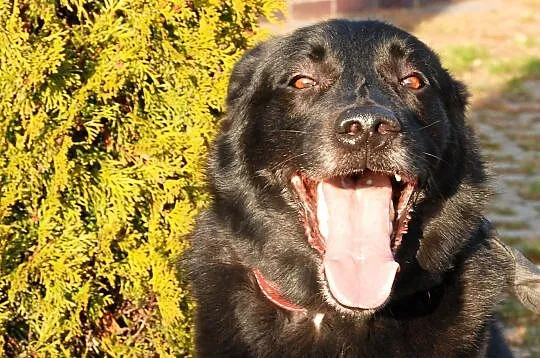 Pies w typie labradora Brando szuka kochającego do, Poznań