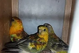 Sprzedam papugi