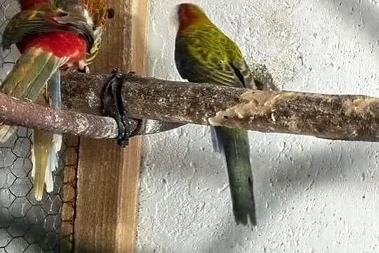 Sprzedam papugi, Kujawsko-pomorskie, Barcin