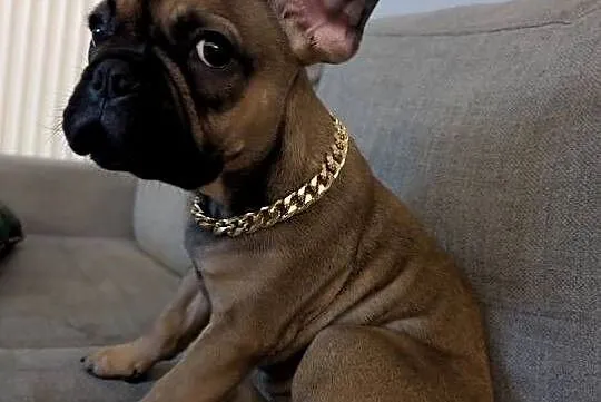 Buldog francuski chłopiec