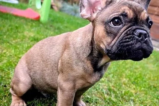 Buldog francuski chłopiec, Kujawsko-pomorskie, Włocławek