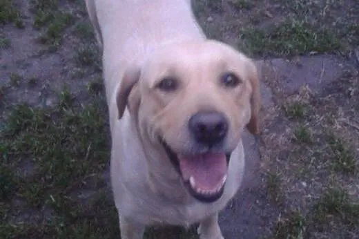 Biszkoptowa labradorka pilnie szuka domu,  śląskie Gliwice