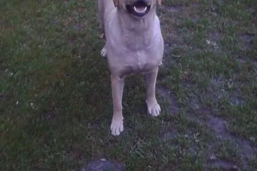 Biszkoptowa labradorka pilnie szuka domu,  śląskie