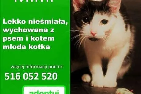 Mimi 2-letnia drobna kotka,  małopolskie Kraków