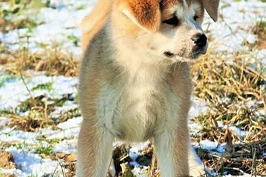 Akita Inu 
