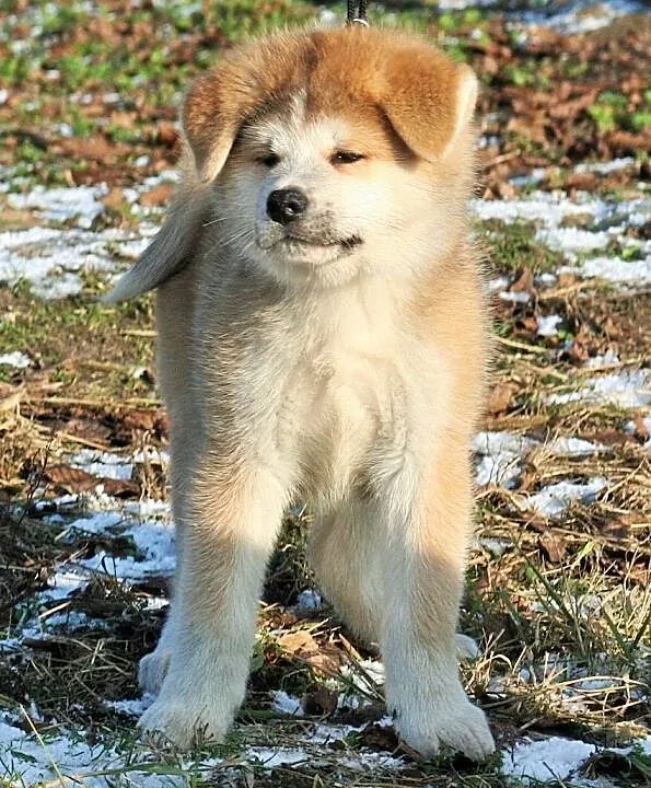 Akita Inu