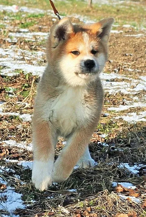 Akita Inu