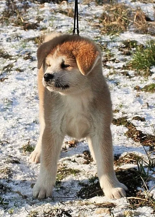 Akita Inu