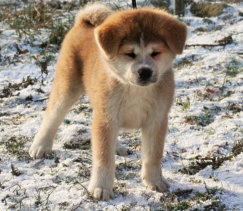 Akita Inu