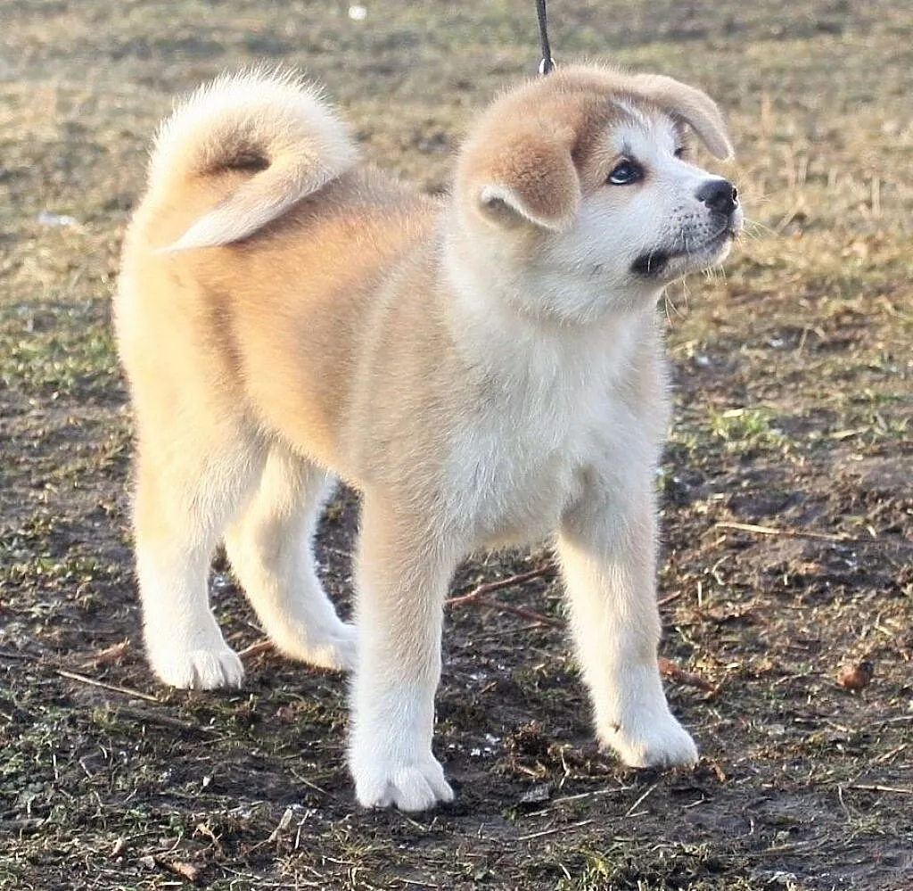 Akita Inu