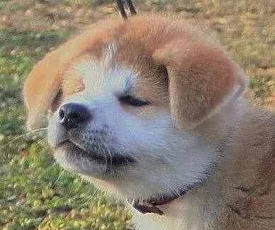 Akita Inu