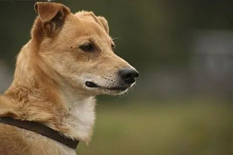 Jeśli adoptujesz Ero... okażesz się człowiekiem o 