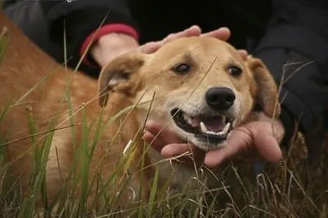 Jeśli adoptujesz Ero... okażesz się człowiekiem o 