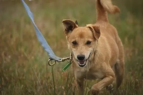 Jeśli adoptujesz Ero... okażesz się człowiekiem o 