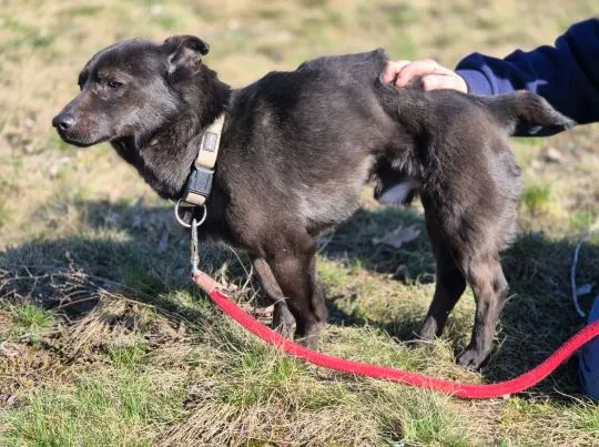 Czaruś - doświadczony przez życie psiak szuka pilnie domu!  Czaruś ma ok. 12 lat. Postarzał się, zła, , Warszawa