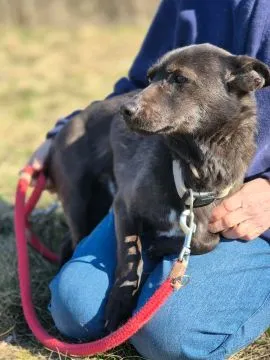 Czaruś - doświadczony przez życie psiak szuka pilnie domu!  Czaruś ma ok. 12 lat. Postarzał się, zła, , Warszawa