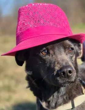 Czaruś - doświadczony przez życie psiak szuka pilnie domu!  Czaruś ma ok. 12 lat. Postarzał się, zła