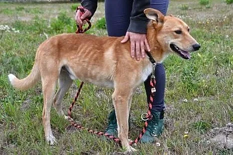 Dingo to wspaniały psiak, czy schronisko jest jego
