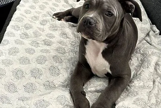 American bully urocza suczka