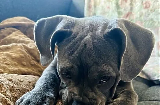 American bully urocza suczka, Małopolskie, Kraków