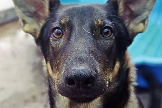 Młodziutki wdzięczny Parys do adopcji
