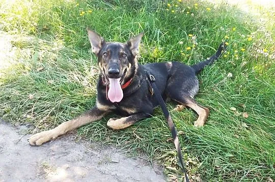 Młodziutki wdzięczny Parys do adopcji
