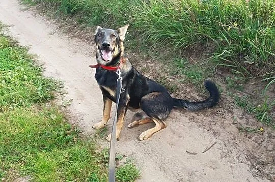 Młodziutki wdzięczny Parys do adopcji