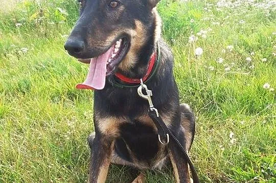 Młodziutki wdzięczny Parys do adopcji
