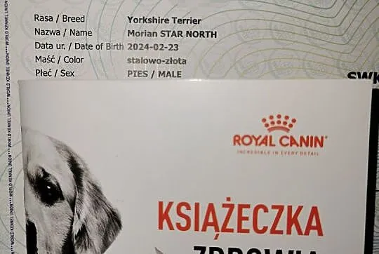 York Terrier Rodowód , Serock