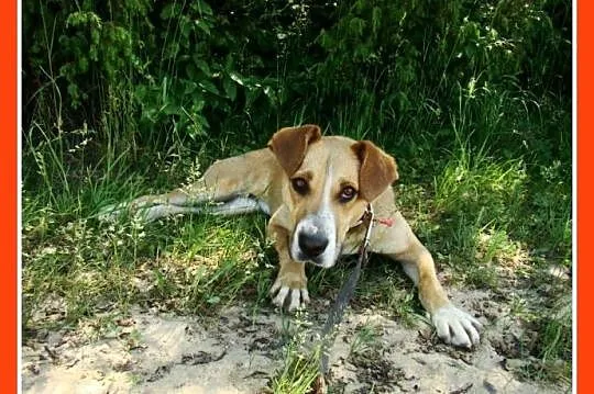 12 m-cy,aktywna, łagodna, towarzyska przytulaśna ORA _Adopcja