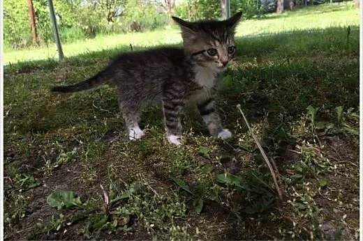 HIT!!! 7 tyg. kociak SZARAK do pokochania od zaraz