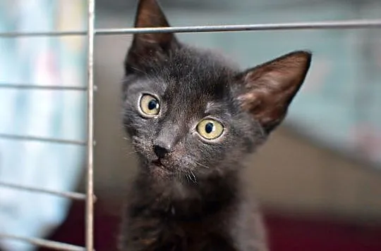 Malutka Antosia do adopcji