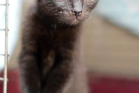 Malutka Antosia do adopcji, Śląskie, Gliwice