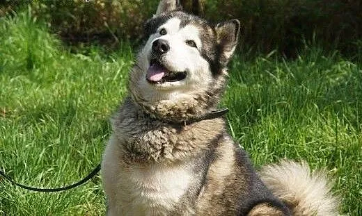 Dorian, porzucony pies w typie HUSKY szuka domu!,