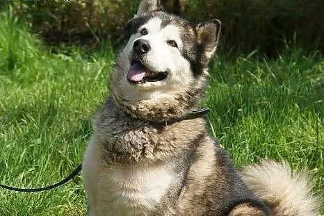 Dorian, porzucony pies w typie HUSKY szuka domu!, Kundelki cała Polska