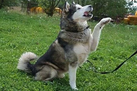 Dorian, porzucony pies w typie HUSKY szuka domu!, 