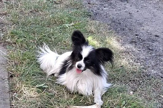 Spaniel kontynentalny Papilon