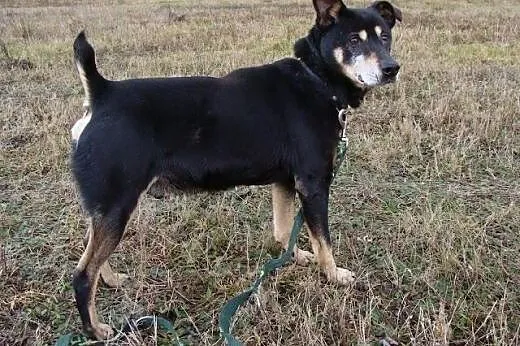 Waldek szuka doświadczonego domu,  śląskie Katowic