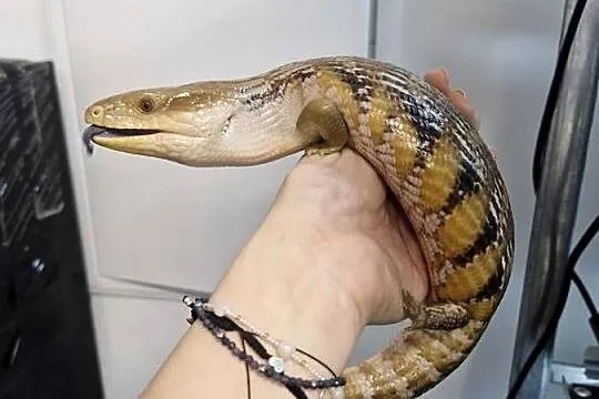Scynk Olbrzymi Tiliqwa scynkowa Tiliqwa Gigas