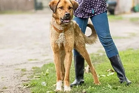 Młody Wektor, przepiękny, młody i spokojny pies do adopcji!, Kundelki cała Polska
